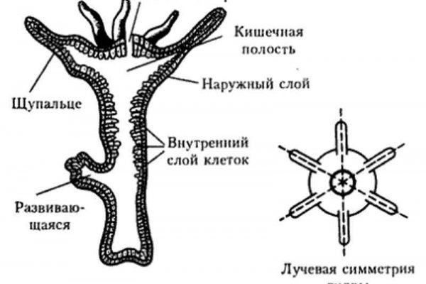 Black sprut в телеграмм