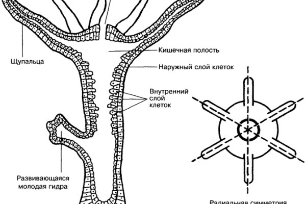 Блэк спрут маркет